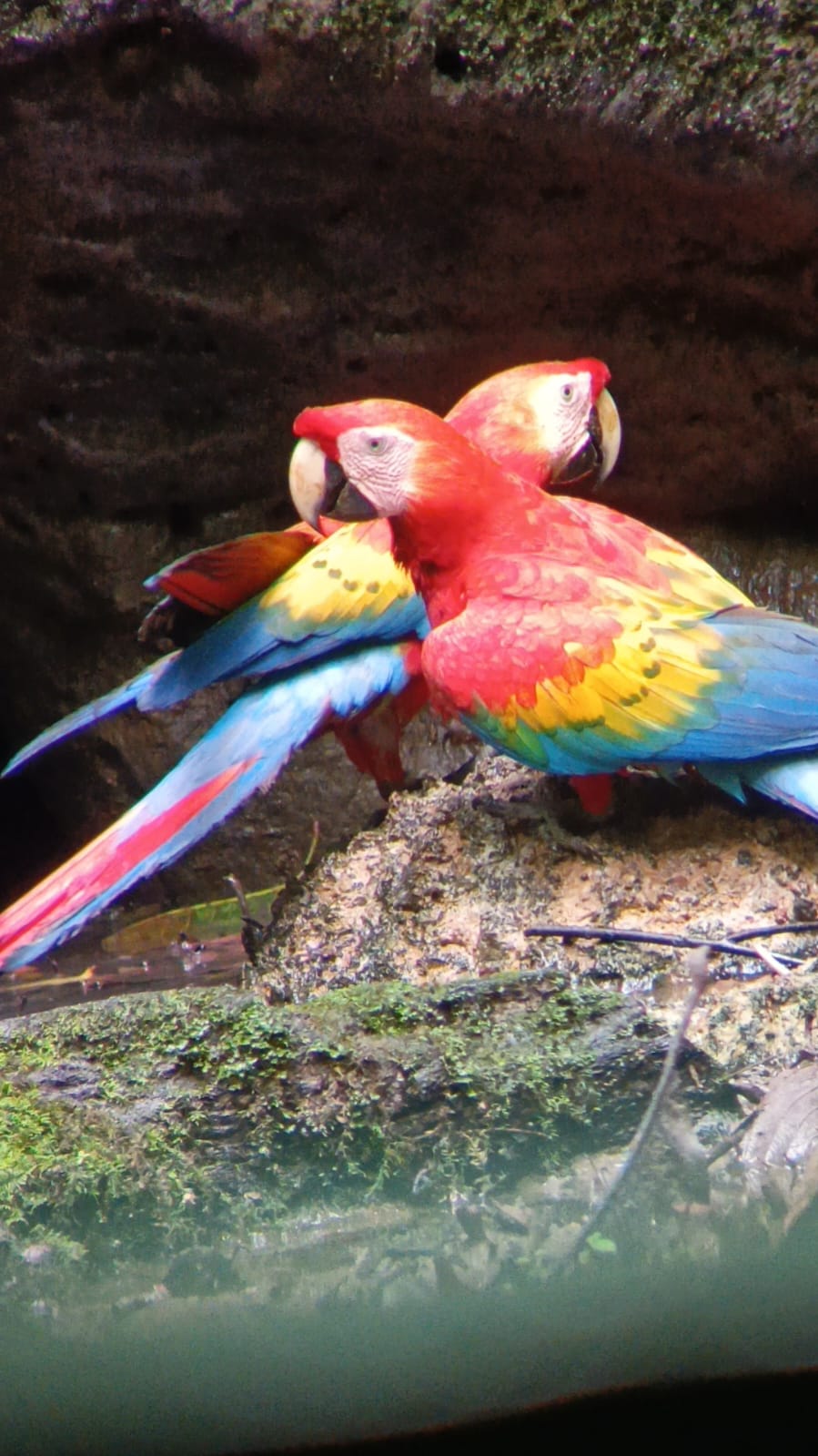 Guacamayos coloridos en la Amazonía ecuatoriana